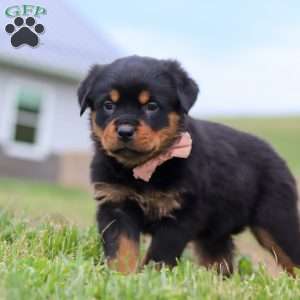 Rose, Rottweiler Puppy